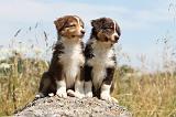 BERGER AUSTRALIEN PUPPIES 112
